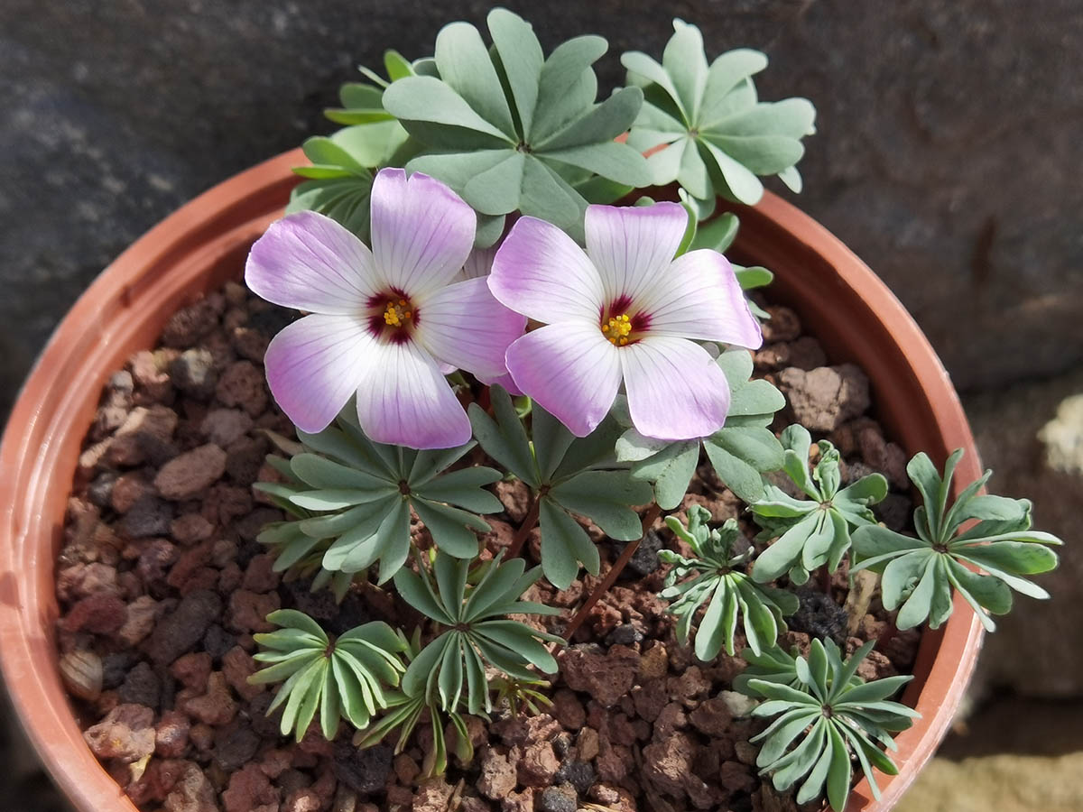 Oxalis adenophyla 4